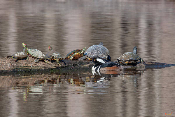 Nature Poster featuring the photograph Male Hooded Merganser and Basking Red-eared Sliders DWF0163 by Gerry Gantt