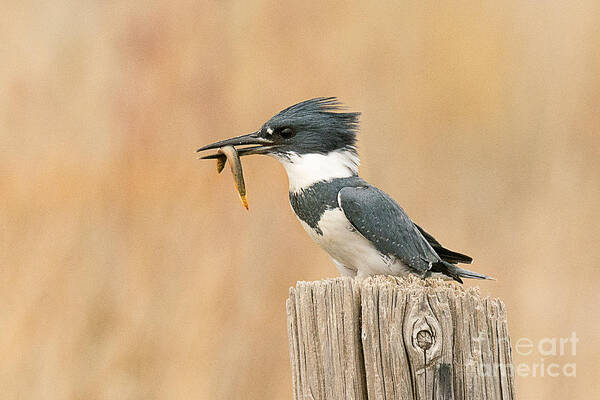 Bird Poster featuring the photograph Male Kingfisher with Fresh Water Eel by Dennis Hammer