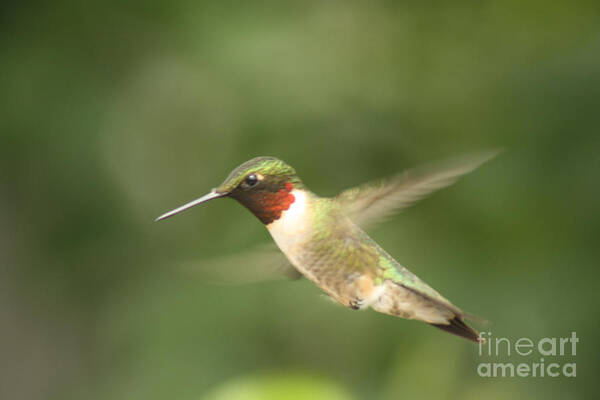 Male Poster featuring the photograph Male Ruby Throated Hummingbird by Cathy Beharriell