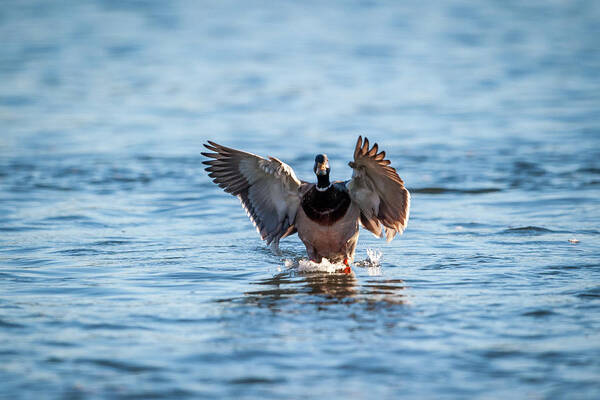 Bird Poster featuring the photograph Mallard Drake by Jeff Phillippi