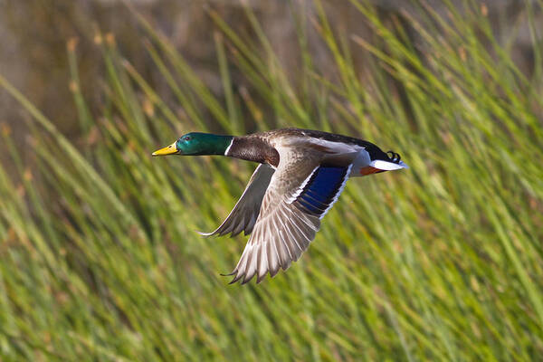 Duck Poster featuring the photograph Mallard in Flight by Mark Miller