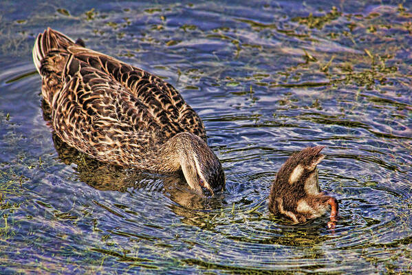 Mallard Poster featuring the photograph Mallard Mom And Baby by HH Photography of Florida