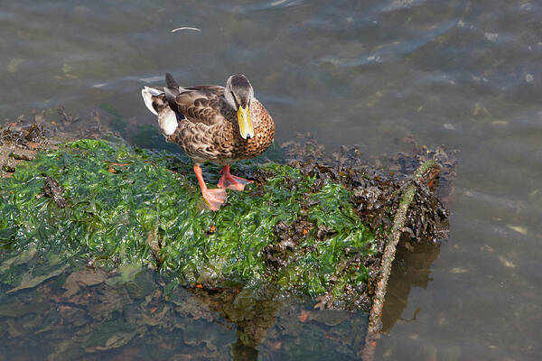 Duck Poster featuring the photograph Mallard on a barral by Jason Hughes