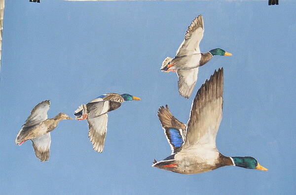 Ducks Poster featuring the painting Mallards Number Five by Diane Ziemski