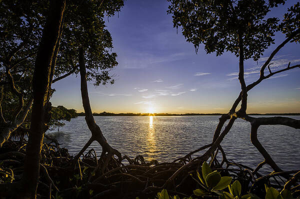 Mangroves Poster featuring the photograph Mangrove Frame by Nick Shirghio