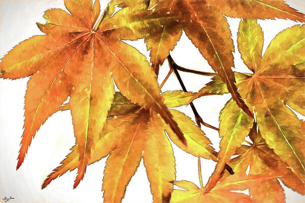Maple Leaf Poster featuring the digital art Maple Leaves by Barry Jones