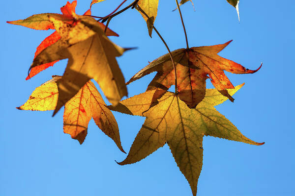 Fall Poster featuring the photograph Maple Leaves in Autumn by Jonathan Nguyen