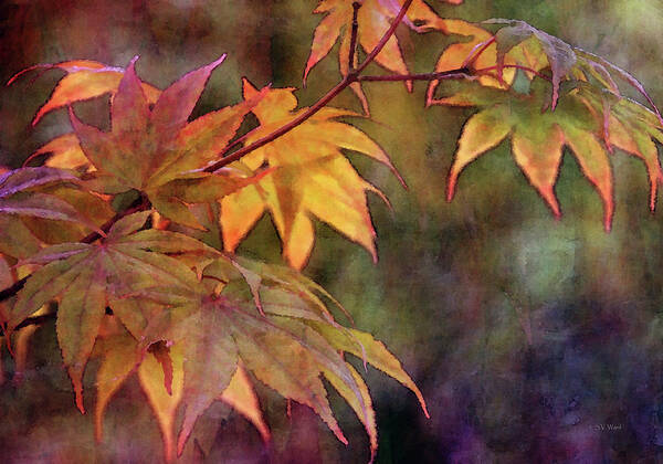 Impression Poster featuring the photograph Maples Golden Glow 5582 IDP_2 by Steven Ward