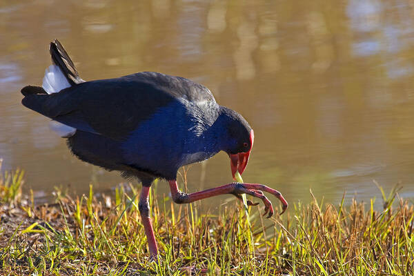 Purple Poster featuring the photograph March of the Swamphen by Michael Dawson