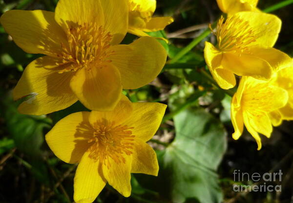 Marsh Marigolds Poster featuring the photograph Marsh Marigolds by Wild Rose Studio