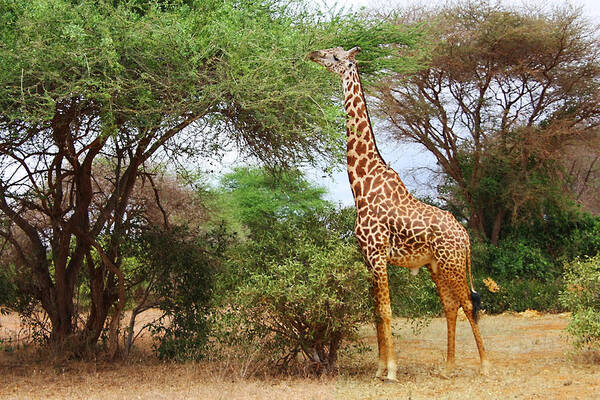 Masai Giraffe Poster featuring the photograph Masai Giraffe by Ellen Henneke