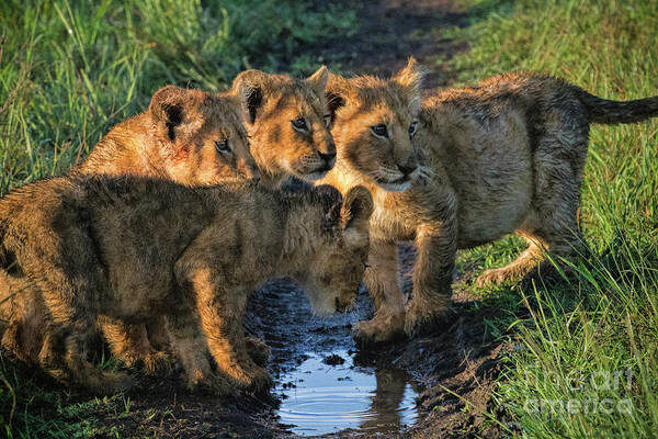 Masai Mara Poster featuring the photograph Masai Mara Lion Cubs by Karen Lewis