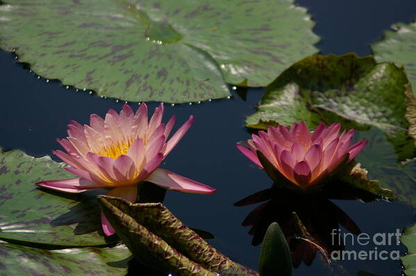 Mauve Poster featuring the photograph Mauve Lotus Waterlily by Jackie Irwin