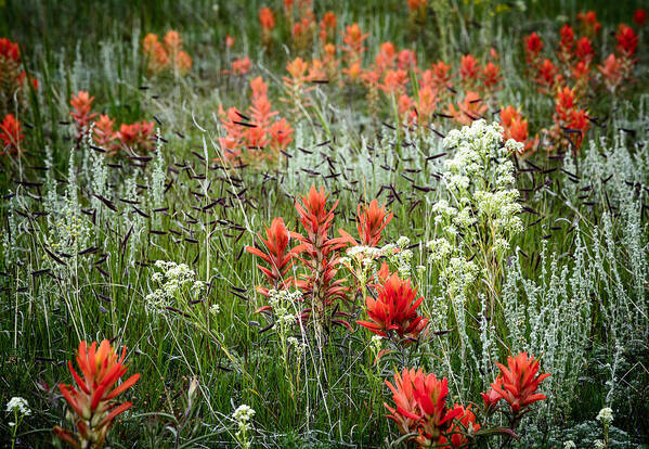 Wildflowers Poster featuring the photograph Meadow Wildflowers by The Forests Edge Photography - Diane Sandoval