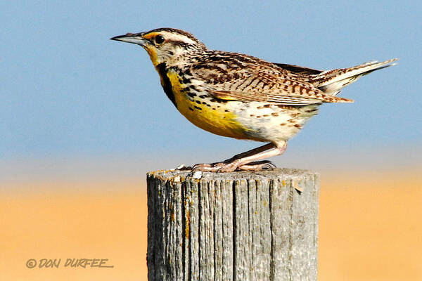 Meadowlark Poster featuring the photograph Meadowlark 2 by Don Durfee