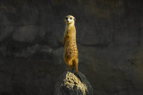 Meerkat Poster featuring the photograph Meerkat on the watch by David Lee Thompson