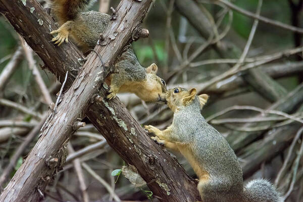 Squirrel Poster featuring the photograph Meet Me At the Fence Line by Debra Martz