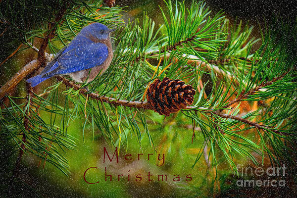 Christmas Card Poster featuring the photograph Merry Christmas card with Bluebird by Sandra Clark