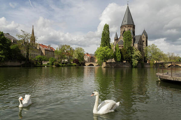 Metz Poster featuring the photograph Metz Swan and Goose by John Daly