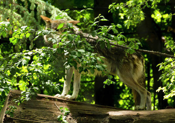 Mexican Grey Wolf Poster featuring the photograph Mexican Grey Wolf at Attention by Tracy Winter