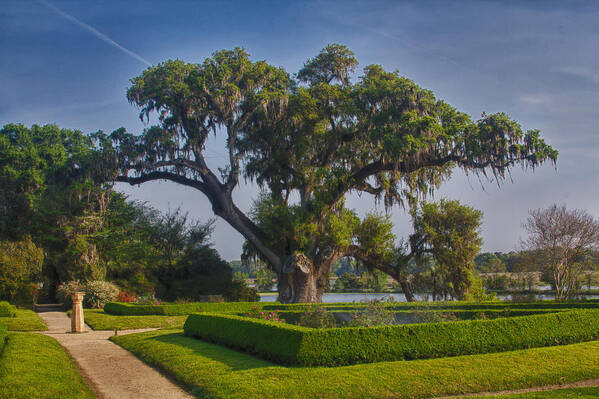 Middleton Place Poster featuring the photograph Middleton Oak by Patricia Schaefer