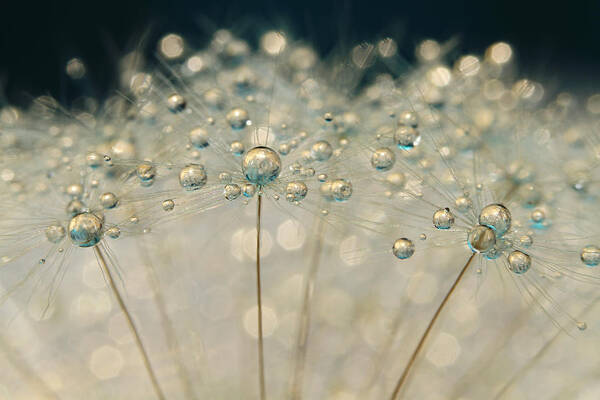 Dandelion Poster featuring the photograph Midnight Blue Dandy Sparkle by Sharon Johnstone