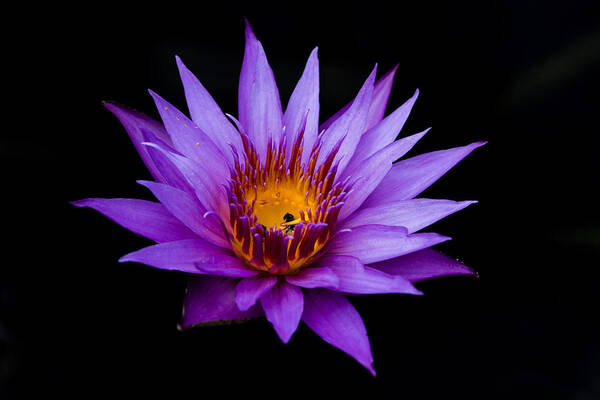 Water Lily Poster featuring the photograph Midnight Water Lily by Mindy Musick King