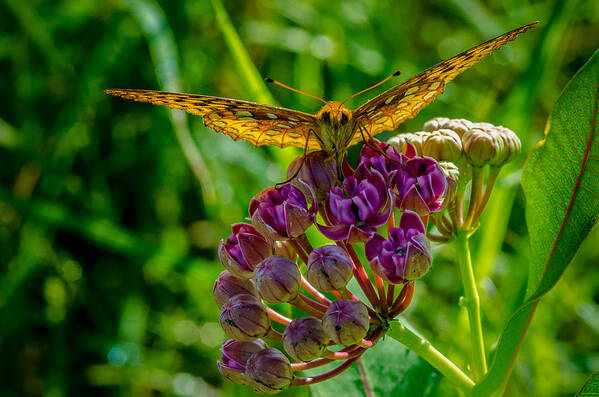 Insect Poster featuring the photograph Milkweed Buffet by Jeff Phillippi