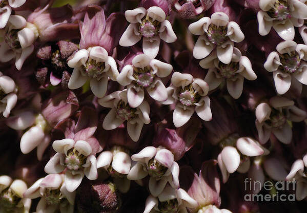 Milkweed Poster featuring the photograph Milkweed Florets by Randy Bodkins