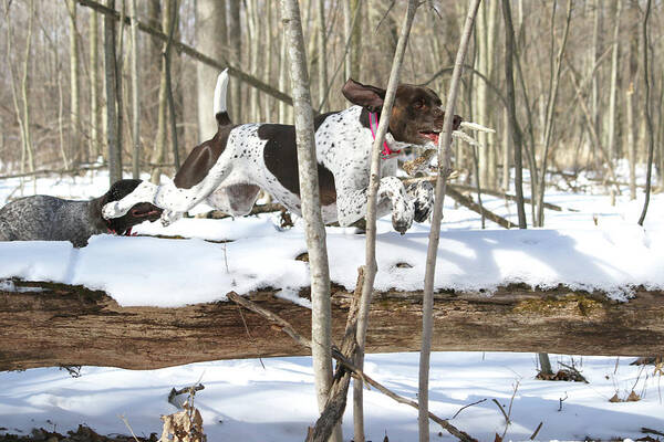 Dog Poster featuring the photograph Millie Over Log by Brook Burling