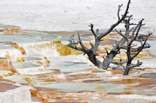 Yellowstone Poster featuring the photograph Mineralized Tree by Bruce Gourley