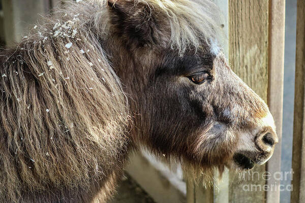 Miniature Poster featuring the photograph Miniature Horse by Suzanne Luft