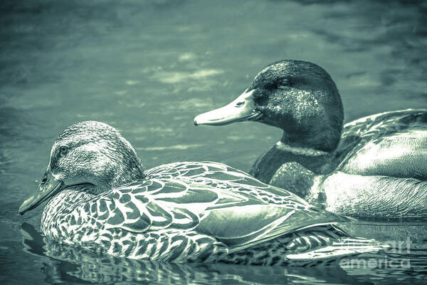 Duck Poster featuring the photograph Misty Blue Ducks by Lisa Kilby