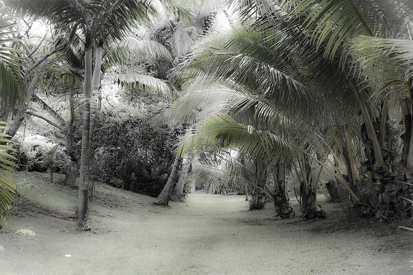 Old Poster featuring the photograph Misty Hawaiian Garden by Roger Mullenhour