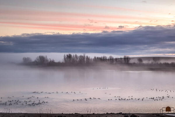 Lewiston Idaho Id Clarkston Washington Wa Lc-valley Lc Valley Pacific Northwest Palouse Misty Foggy Mann Mann's Lake Water Birds Waterfowl Island Sunrise Poster featuring the photograph Misty Mann Lake by Brad Stinson