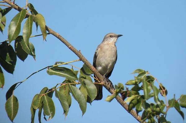 Bird Poster featuring the photograph Mocking Bird by Rosalie Scanlon