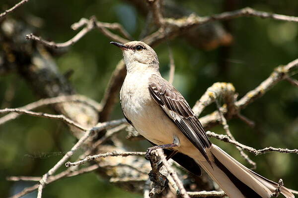 Nature Poster featuring the photograph Mockingbird by Sheila Brown