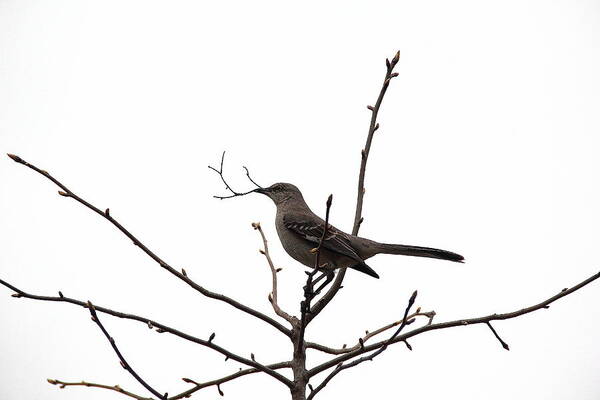 Bird Poster featuring the photograph Mockingbird With Twig by Allen Nice-Webb