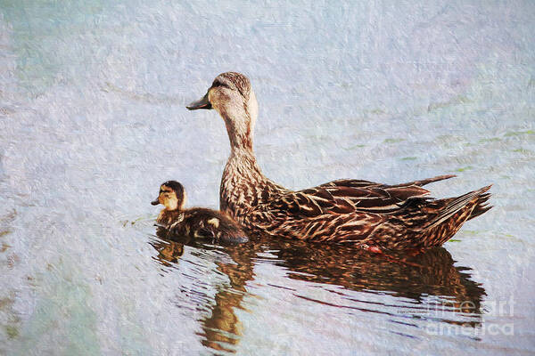 Duck Poster featuring the photograph Mom and Little One by Deborah Benoit