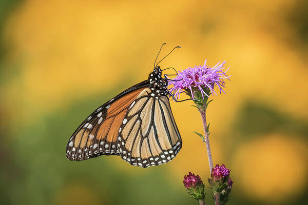 Monarch Butterfly Poster featuring the photograph Monarch 2016-3 by Thomas Young