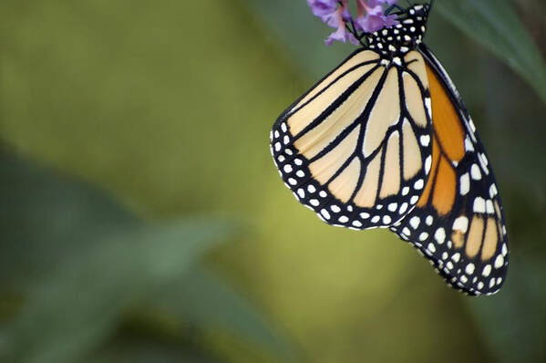 Monarch Butterfly Poster featuring the photograph Monarch Art by Elsa Santoro