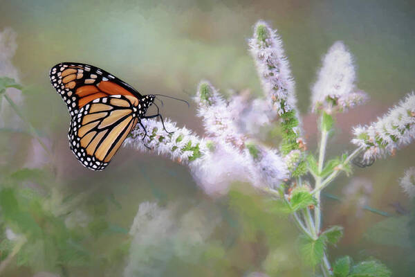Butterfly Poster featuring the photograph Monarch on Mint 1 by Lori Deiter