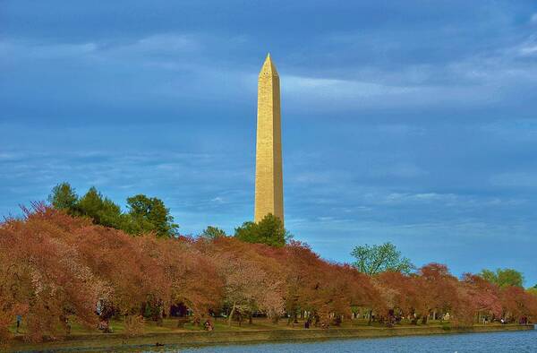  Poster featuring the photograph Monument Blossoms, Japanese Cherry Blossom Trees with the Washington Monument in the background by Billy Beck