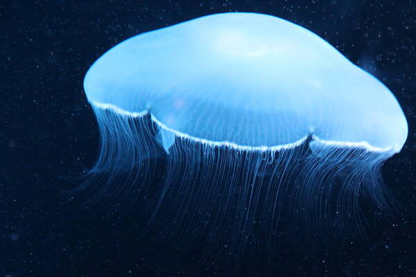 Jelly Fish Poster featuring the photograph Moon Jelly Fish 1 by Silpa Saseendran