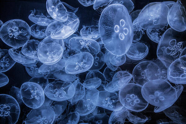 Jellyfish Poster featuring the photograph Moon Jellyfish in False Color at the Cabrillo Marine Aquarium by Randall Nyhof