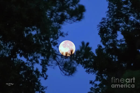 Nature Poster featuring the photograph Mooning Me by DB Hayes