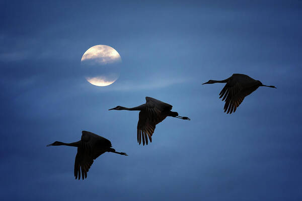 Sandhill Crane Poster featuring the photograph Moonlit Flight by Susan Rissi Tregoning