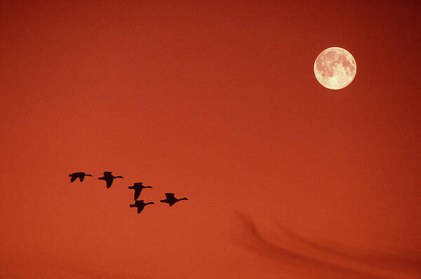 Canada Goose Poster featuring the photograph Moonset by Tony Beck