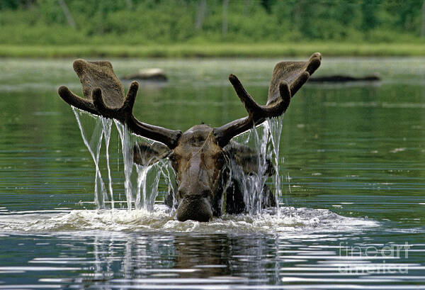 Moose Poster featuring the photograph Moose, Baxter Sate Park, Maine by Kevin Shields