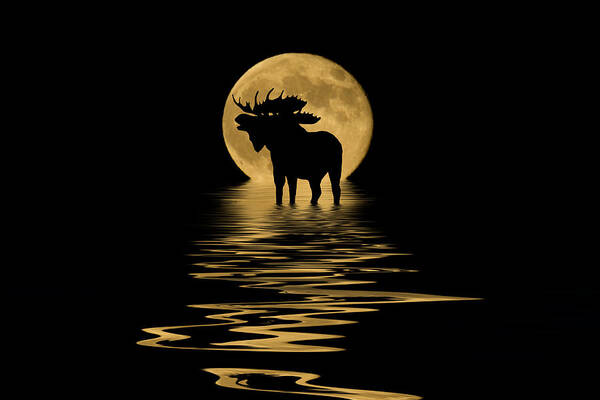 Colorado Poster featuring the mixed media Moose in the Moonlight by Shane Bechler